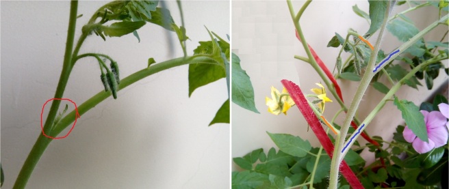 Images showing where suckers grow on a tomato plant